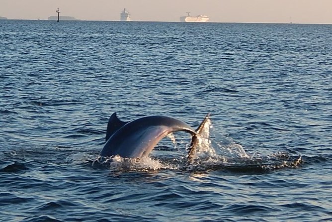 1.5-hour Dolphin Sightseeing Cruise from Tampa - Key things to know before you go