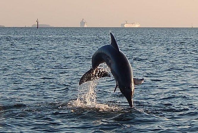 1.5-hour Dolphin Sightseeing Cruise from Tampa - Getting to the Pier: Tampa Water Taxi Company Launch Point