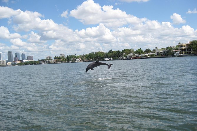 1.5-hour Dolphin Sightseeing Cruise from Tampa - The Close-Range Moment: How the Boat Changes the Game