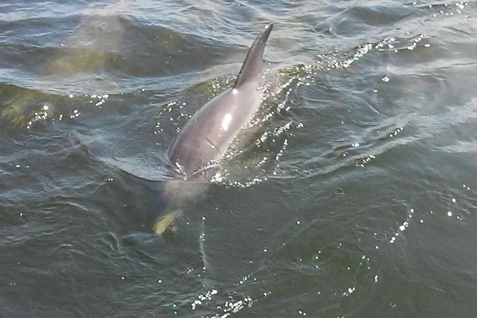 1.5-hour Dolphin Sightseeing Cruise from Tampa - Captain and Guide Energy: What Makes It Feel Personal
