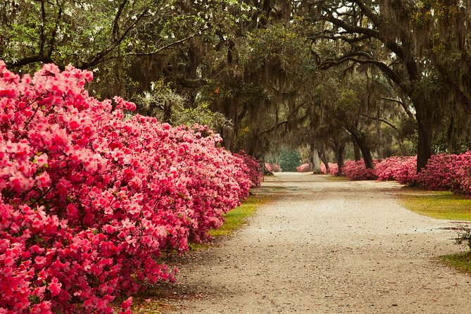 2-Hour Bonaventure Cemetery Walking Tour - Stories you’ll remember: symbols, traditions, and guide energy