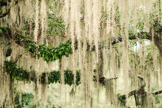 2-Hour Bonaventure Cemetery Walking Tour - Who should book this tour, and who should ask questions