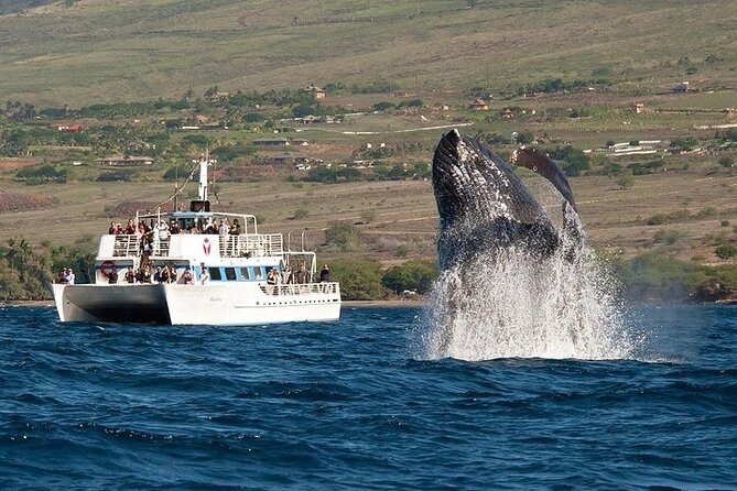 2-Hour Oahu Whale Watch from Ala Wai Harbor, Waikiki - Key highlights you’ll actually care about
