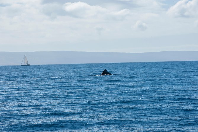 2-Hour Oahu Whale Watch from Ala Wai Harbor, Waikiki - The Season: Why December to May Is the Sweet Spot