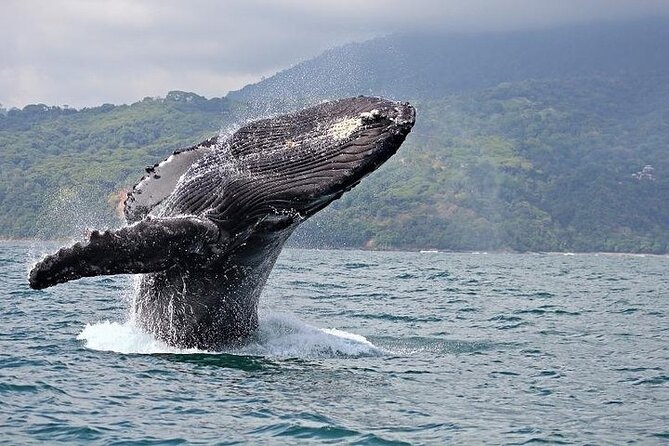 2-Hour Oahu Whale Watch from Ala Wai Harbor, Waikiki - Meeting at Waikiki: How the Location Affects Your Experience