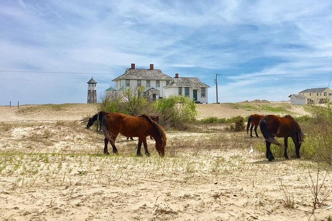 2-hour Outer Banks Wild Horse Tour by 4WD Truck - Corolla’s 4WD Departure Point on Ocean Trail in North Carolina