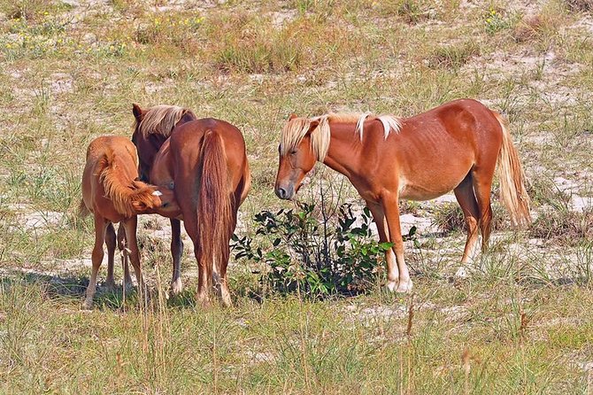 2-hour Outer Banks Wild Horse Tour by 4WD Truck - The Open-Air 4WD Truck Ride: What You Feel in the Sand