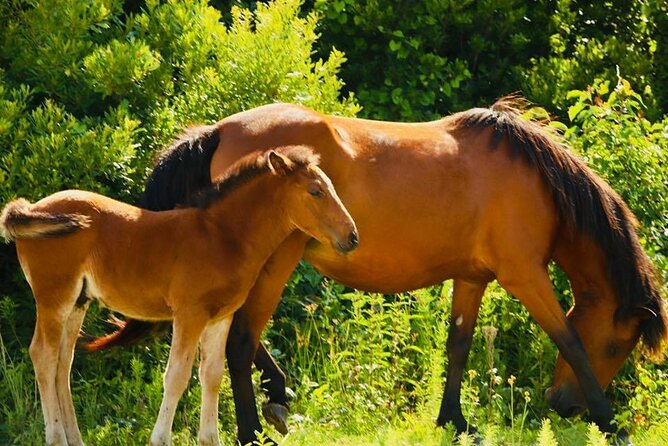 2-hour Outer Banks Wild Horse Tour by 4WD Truck - Photo Stops by Ocean-Side Sand and Horse Groups