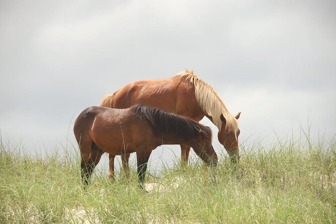 2-hour Outer Banks Wild Horse Tour by 4WD Truck - Wild Horse Conservation Area Access: Why This Part Matters