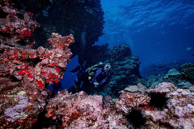 2 Tank Lanai Cathedral Scuba Dive Via Boat for Certified Divers - Equipment and what’s really included (and what to double-check)
