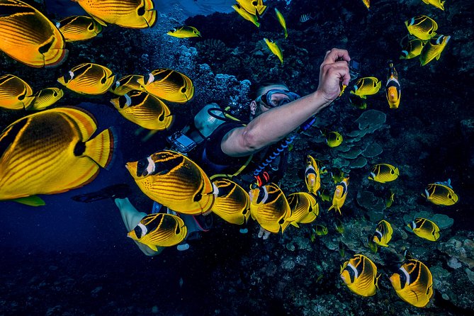 2 Tank Lanai Cathedral Scuba Dive Via Boat for Certified Divers - The 6:30 AM flow from Lahaina to the water