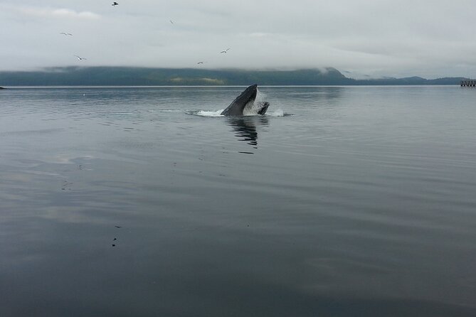 3.5 Hour Crowd-Skipping Whale Tour in Juneau, Alaska - A Small 40-Foot Catamaran That Feels Like Front Row