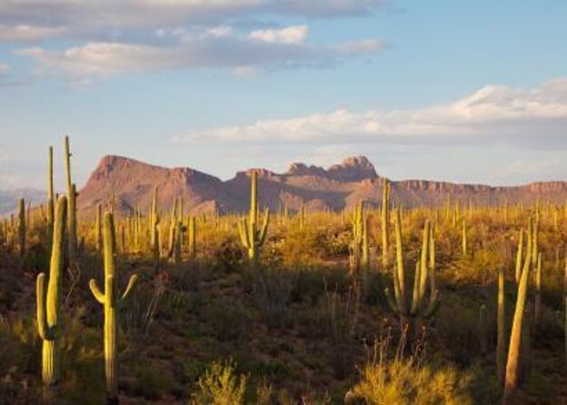 3 Hour Guided TomCar ATV Experience in Sonoran Desert - Key things I’d bet on before you go