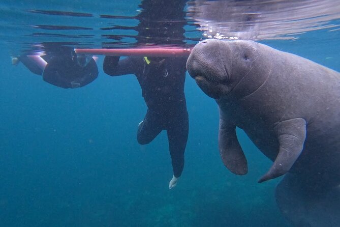 3 Hour Small Group All Inclusive Manatee Swim with free Photo pkg - Key highlights at a glance