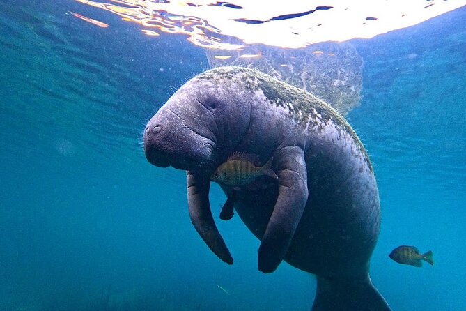 3 Hour Small Group All Inclusive Manatee Swim with free Photo pkg - The “included” kit that actually makes the swim easier