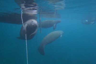 3 Hour Small Group All Inclusive Manatee Swim with free Photo pkg - Who runs the show: local captains and in-water guides