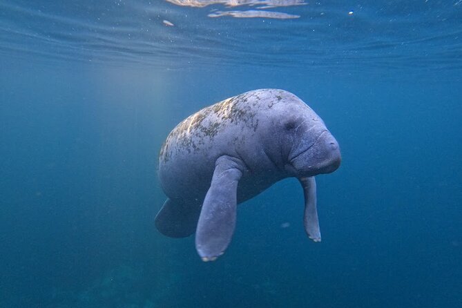 3 Hour Small Group All Inclusive Manatee Swim with free Photo pkg - Where you go: Kings Bay, then toward the refuge area