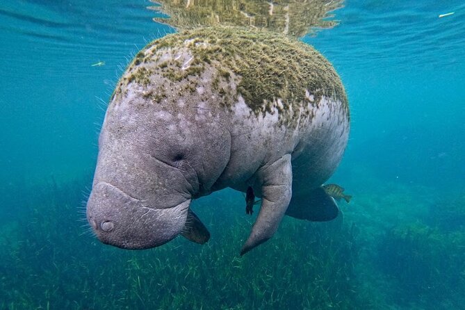 3 Hour Small Group All Inclusive Manatee Swim with free Photo pkg - The real wildlife conditions: water clarity and what to expect in each season