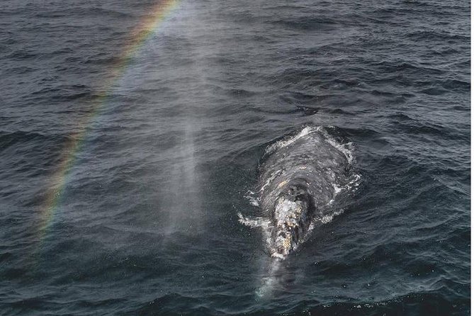 4 Hour Whale Watching Tour From Monterey - Quick reasons this cruise is worth your morning