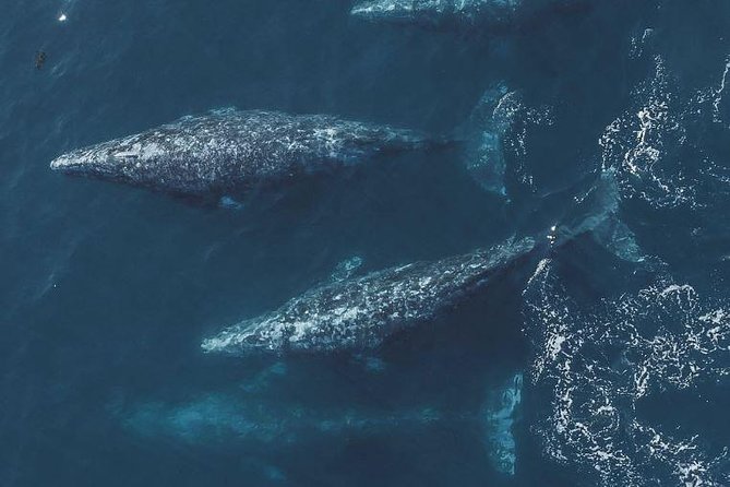 4 Hour Whale Watching Tour From Monterey - The naturalist onboard: what you gain from the narration
