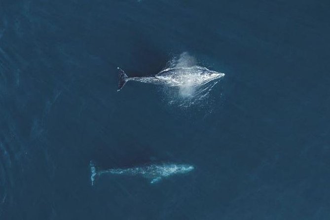 4 Hour Whale Watching Tour From Monterey - What you’re likely to see: whales, dolphins, sea lions, and birds