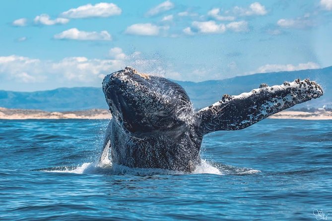 4 Hour Whale Watching Tour From Monterey - Seasickness reality check: plan for comfort, not just weather