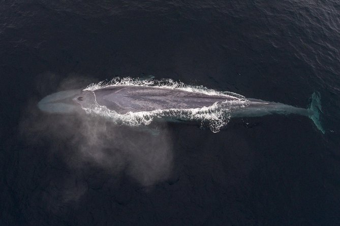 4 Hour Whale Watching Tour From Monterey - What’s included vs what you should bring