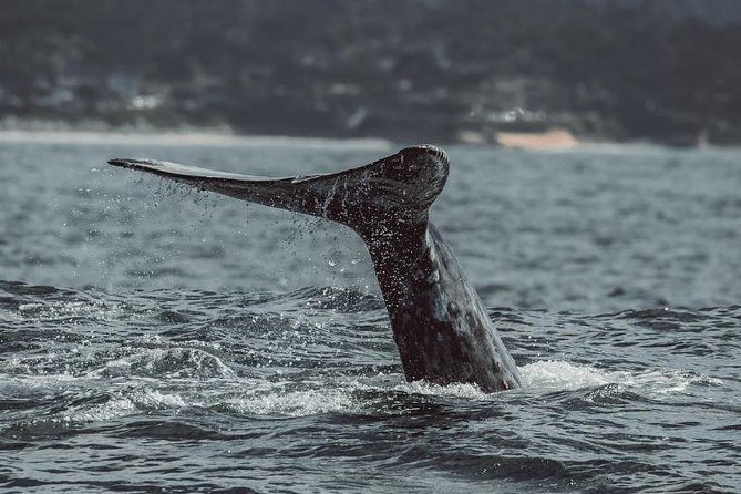 4 Hour Whale Watching Tour From Monterey - Meeting at Fisherman’s Wharf: what “leave time” means for your day