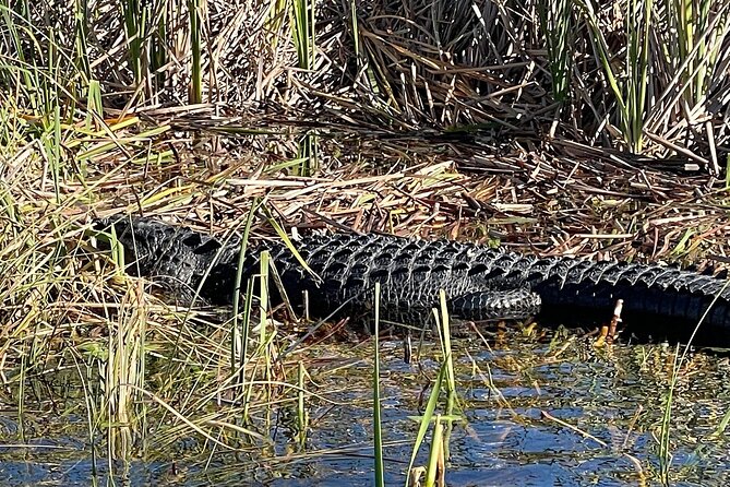 60 min. Everglades Airboat ride & pick-up ,small group +pro guide - River of Grass Airboat: The Part Everyone Remembers