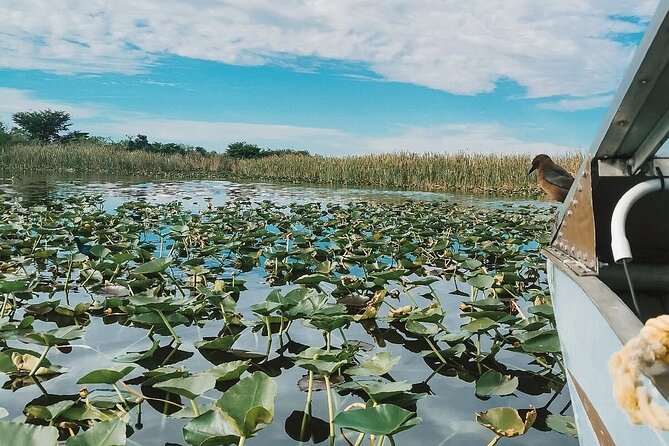 60 min. Everglades Airboat ride & pick-up ,small group +pro guide - Wildlife Management Area Plus the Alligator Rescue Show