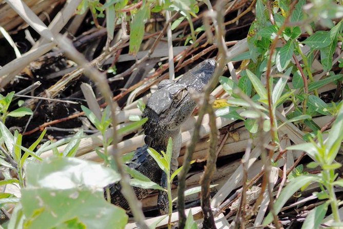 90 minute Everglades Airboat Tour near Orlando Florida - Why a 90-Minute Everglades Airboat Ride Works So Well from Orlando