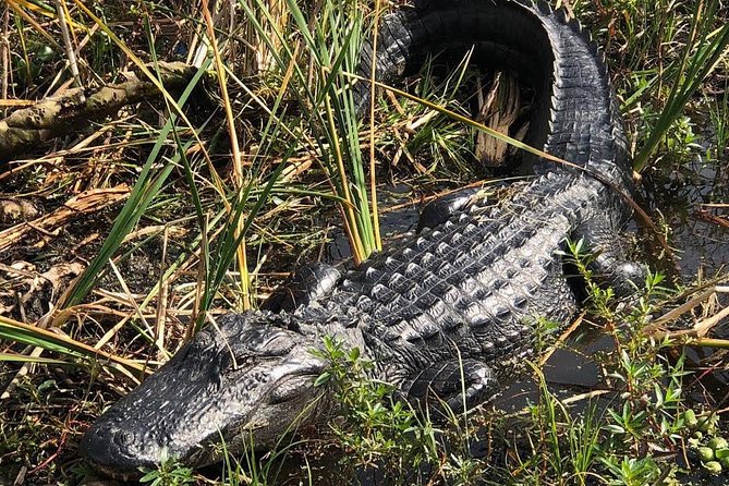 90 minute Everglades Airboat Tour near Orlando Florida - On Board Experience: Stadium Seating, 28-Guest Max, and Smooth Rides