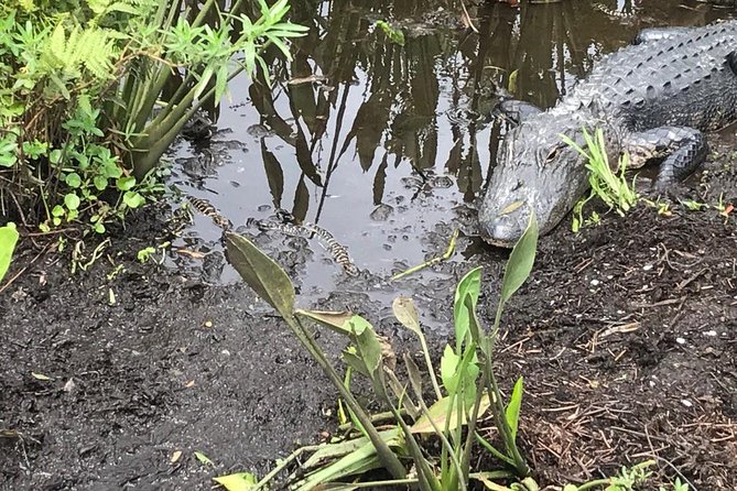 90 minute Everglades Airboat Tour near Orlando Florida - Wildlife Highlights: Alligators, Bald Eagles, Cranes, and More
