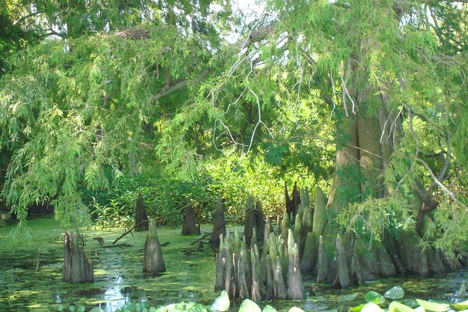 90 minute Everglades Airboat Tour near Orlando Florida - The Guide Factor: Captain Andrew, Tanner, Logan, Taylor, and Ally