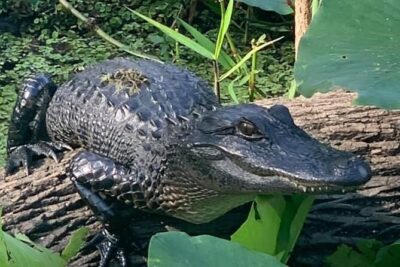 Airboat Adventure in Saint Augustine with a Guide - The 90-minute airboat ride: headsets, wildlife, and real speed