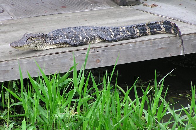 Airboat and Plantations Tour with Gourmet Lunch from New Orleans - Guide personalities: why names keep popping up