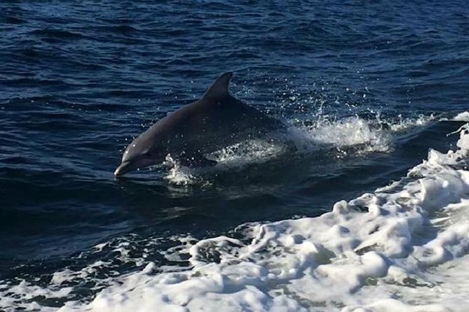 Alabama Gulf Coast Dolphin Cruise - Orange Beach’s dolphin cruise is built for “easy fun” on the water