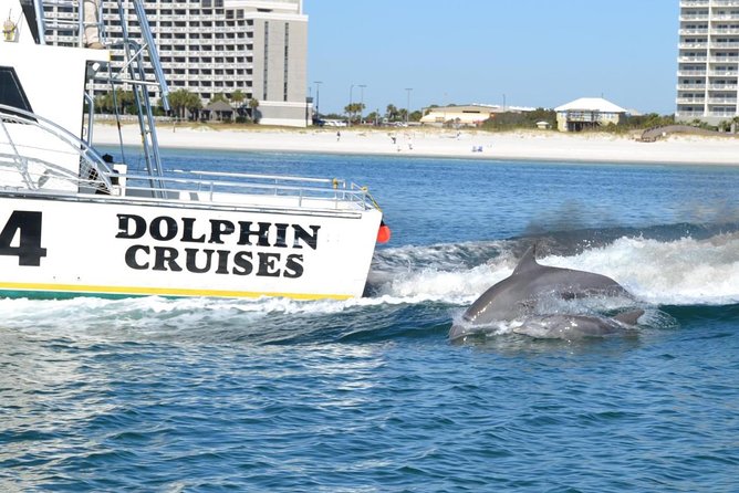 Alabama Gulf Coast Dolphin Cruise - Dolphin “show” moments: wake riding and playful behavior