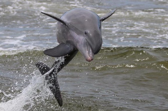 Alabama Gulf Coast Dolphin Cruise - What’s included (life jackets) and what you should bring