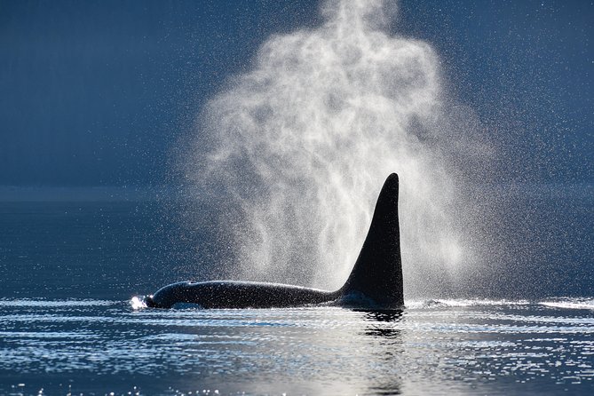 Alaska Whale Watching Cruise w/ 3 HOURS on the water - Key things to know before you go