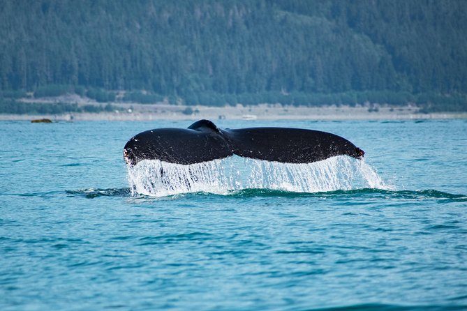 Alaska Whale Watching Cruise w/ 3 HOURS on the water - Juneau Whale Watching, Without the Dock Shuffle