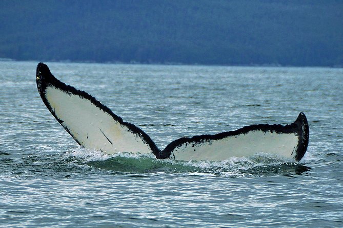 Alaska Whale Watching Cruise w/ 3 HOURS on the water - Getting picked up: meeting your orange-flag representative