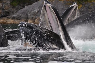 Alaska Whale Watching Cruise w/ 3 HOURS on the water - Price and value: why $159 can make sense in Juneau