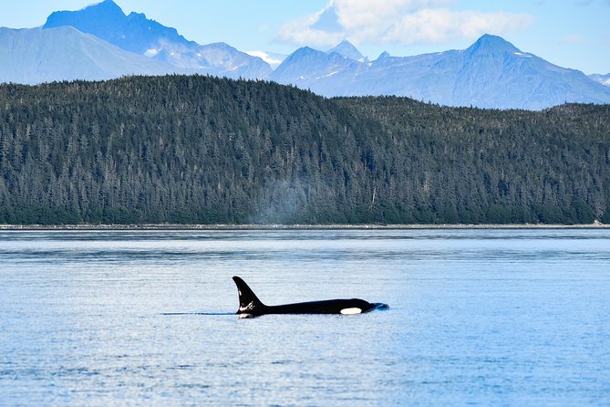 Alaska Whale Watching Cruise w/ 3 HOURS on the water - Aboard the Harv and Marvs double-decker: comfort for whale-finding