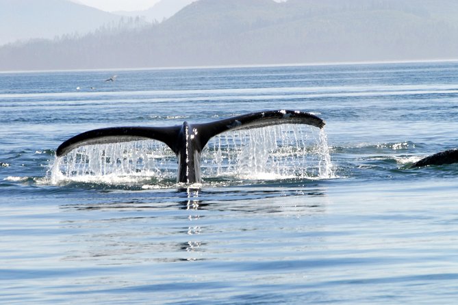 Alaska Whale Watching Cruise w/ 3 HOURS on the water - The 3 hours on the water: how the hunt actually feels