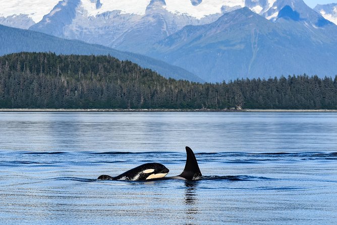 Alaska Whale Watching Cruise w/ 3 HOURS on the water - Mendenhall Glacier from the water: worth the wait, weather willing