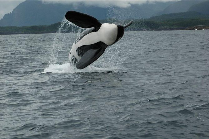 Alaska Whale Watching Cruise w/ 3 HOURS on the water - Wildlife beyond whales: eagles, sea lions, and orcas