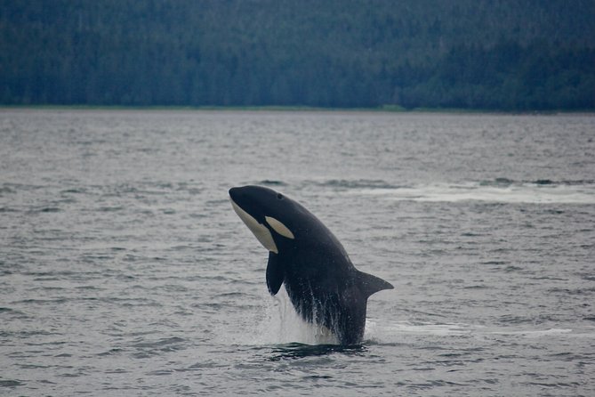Alaska Whale Watching Cruise w/ 3 HOURS on the water - Photo souvenirs: the QR code and shared whale moments