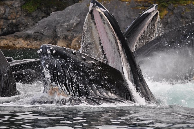Alaska Whale Watching Cruise w/ 3 HOURS on the water - Price and value: why $159 can make sense in Juneau