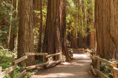 Alcatraz with Muir Woods and Sausalito Tour - Price and value: what $159 buys you (and what doesn’t)